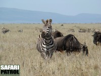 Gnuer och zebror på grässavannen. (Serengeti National Park, Tanzania)