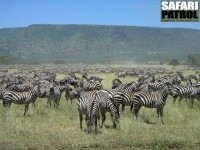 Stor zebrahjord. (Södra Serengeti National Park, Tanzania)
