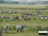 Zebror. (Sydvästra Ngorongorokratern, Tanzania)