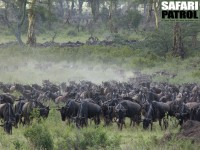 Gnuhjord på vandring. (Moru Kopjes i södra Serengeti National Park, Tanzania)