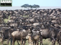 Gnuhjord. (Moru Kopjes i Serengeti National Park, Tanzania)