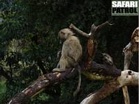 Babian. (Leraiskogen i Ngorongorokratern, Tanzania)