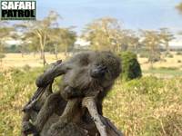 Babian. (Ngorongorokratern, Tanzania)