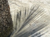 Skugga från en kokospalm. (Zanzibar, Tanzania)