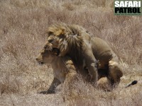 Lejon parar sig. (Ngorongorokratern, Tanzania)