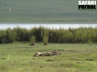 Vilande lejonhane. (Ngorongorokratern, Tanzania)