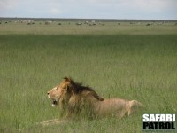Lejonhane på grässavannen. (Serengeti National Park, Tanzania)