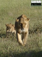 Lejonhona med en unge. (Serengeti National Park, Tanzania)