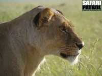Porträtt av en lejonhona. (Serengeti National Park, Tanzania)