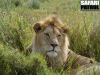 Lejonhane. (Centrala Serengeti National Park, Tanzania)