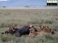Lejonflock med fälld buffel. (Seronera i centrala Serengeti National Park, Tanzania)