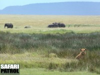 Lejon och elefanter på grässavannen. (Centrala Serengeti National Park, Tanzania)