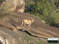 Lejonhane på klippor. (Moru Kopjes i södra Serengeti National Park, Tanzania)