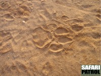 Lejonspår i sanden på Tarangire Safari Lodge. (Tarangire National Park, Tanzania)