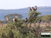 Flikstarar. (Serengeti National Park, Tanzania)