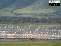 Flamingor. Två guldschakaler på stranden har tagit en fågel. (Lake Magadi i Ngorongorokratern, Tanzania)
