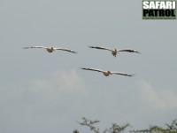 Vita pelikaner. (Lake Manyara National Park, Tanzania)