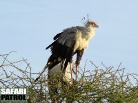 Sekreterarfågel. (Serengeti National Park, Tanzania)