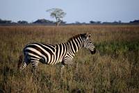 Zebra. (Centrala Serengeti National Park, Tanzania)