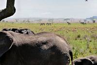 Elefanter, zebror och gaseller. (Serengeti National Park, Tanzania)