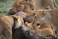 Ätande lejonflock vid sitt byte. (Serengeti National Park, Tanzania)