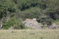 Lejonflock. (Moru Kopjes i Serengeti National Park, Tanzania)