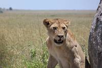 Lejon på savannen. (Serengeti National Park, Tanzania)