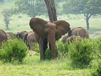 Elefanthjord. (Tarangire National Park, Tanzania)
