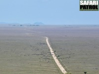 Zebror längs vägen från parkentrén vid Naabi Hill mot Simba Kopjes. (Södra Serengeti National Park, Tanzania)