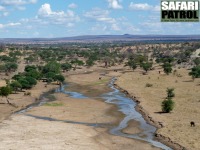 Lite men livsviktigt vatten i Tarangirefloden. (Tarangire National Park, Tanzania)