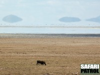 Ett ensamt vårtsvin i en torr miljö. (Lake Manyara National Park, Tanzania)