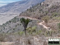 Den västra nedfartsvägen (Seneto Descent Road) ned i kratern. (Ngorongorokratern, Tanzania)