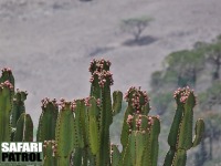 Euphorbia bussei på den västra kraterväggen. (Ngorongorokratern, Tanzania)