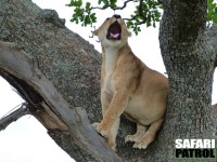 Lejon i träd. (Seronera i centrala Serengeti National Park, Tanzania)