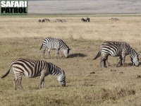 Zebror. (Ngorongorokratern, Tanzania)