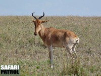 Koantilop. (Serengeti National Park, Tanzania)