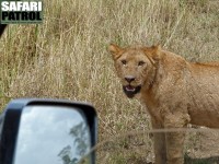 Lejon vid jeepen. (Serengeti National Park, Tanzania)