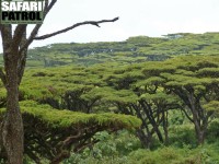 En ovanlig höglandsakacia: Acacia lahai. (Ngorongorokratern, Tanzania)