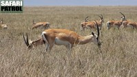 Grants gaseller på savannen. (Serengeti National Park, Tanzania)