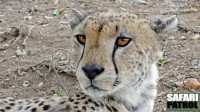 Porträtt av en gepard. (Seronera i centrala Serengeti National Park, Tanzania)