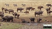 Afrikanska bufflar och zebror. (Ngorongorokratern, Tanzania)