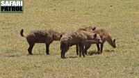 Fläckiga hyenor. (Ngorongorokratern, Tanzania)
