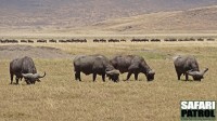 Afrikanska bufflar. I bakgrunden gnuer på vandring på led. (Ngorongorokratern, Tanzania)