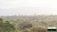 Tarangire National Park. (Tanzania)