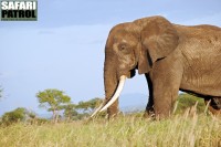 Elefant. (Tarangire National Park, Tanzania)