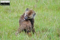 Hyena. (Ngorongorokratern, Tanzania)
