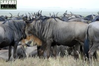 Gnuhjord. (Södra Serengeti National Park, Tanzania)