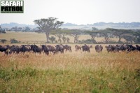Gnuer på vandring mellan Moru Kopjes och Olobaye. (Södra Serengeti National Park, Tanzania)