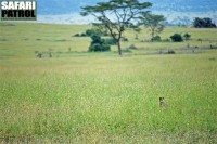 Savann med öronhund. (Serengeti National Park, Tanzania)