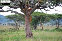 Lejonflock i korvträd. (Södra Serengeti National Park, Tanzania)